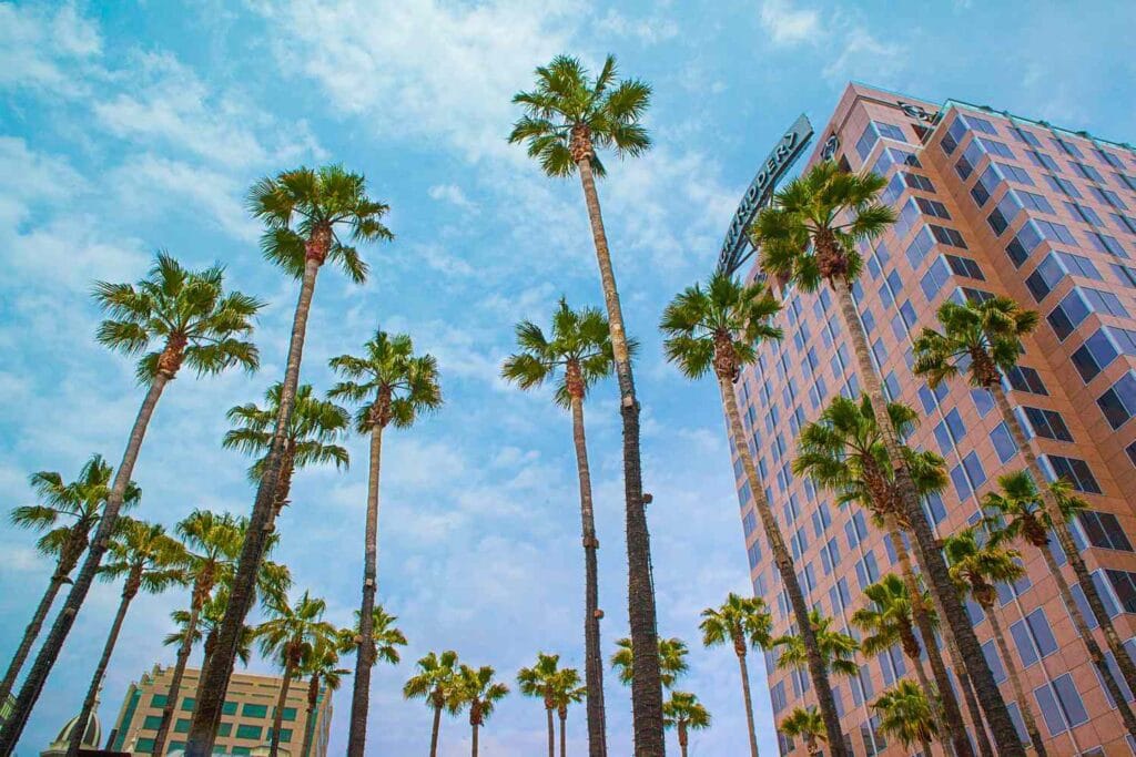 Tall palm trees and modern buildings in San Jose under a bright blue sky, representing the city’s vibrant atmosphere.